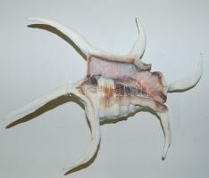 Csendes-Óceánból származó tengeri kagyló. Különlegesen szép darab 21x16x16cm