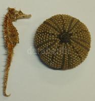 Tengeri csikó 7,5x2,5 és tengeri sün d:4,5 cm