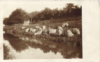 Arad sheep herd photo