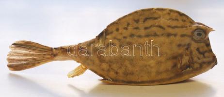 Vértes-porcos haltrófea szarvakkal. A ma is élő, a Föld őslényei között számon tartott hal igazi ritkaság! / Fish-trophy 22 cm