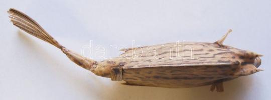 Vértes-porcos haltrófea szarvakkal. A ma is élő, a Föld őslényei között számon tartott hal igazi rit...