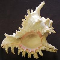 Cendes-óceáni tengeri kagyló 20x15 cm