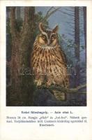 Long-eared Owl s: Vezényi