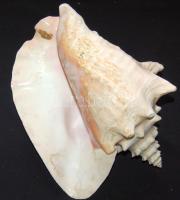 Csendes-óceáni tengeri kagyló, gyönyörű darab 1,20kg / Large sea-mussel 26x19x14 cm