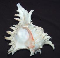 Csendes-Óceánból származó tengeri kagyló. Különlegesen szép darab 17x16x13cm