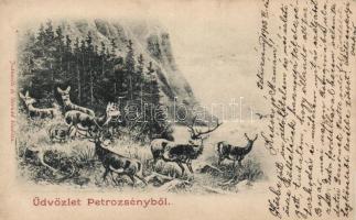 Petrozsény, deer (EB)