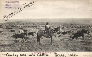 Texas cowboy and cattle