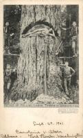 Lumberjacks, the method of felling large timber in Washington