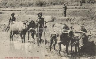 Buffaloes ploughing in paddy fields, Sri Lanka