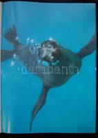 Peter Salwen: Galapagos az elveszett paradicsom. Holló és Társa. Dekoratív képes album