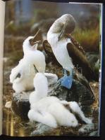 Peter Salwen: Galapagos az elveszett paradicsom. Holló és Társa. Dekoratív képes album