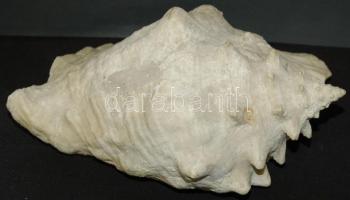 Hatalmas tengeri kagyló / Large sea-shell 27x21x16 cm