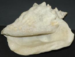 Hatalmas tengeri kagyló / Large sea-shell 27x21x16 cm