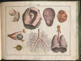 Abbildungen der merkwürdigsten Gegenstande aus dem Thier, Pflanzen - und Mineral - Reiche. .. .
Wien...