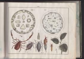 Abbildungen der merkwürdigsten Gegenstande aus dem Thier, Pflanzen - und Mineral - Reiche. .. .
Wien...