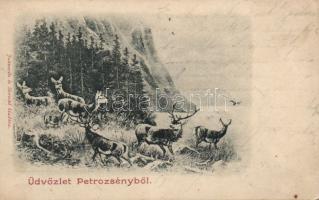 Petrozsény deer