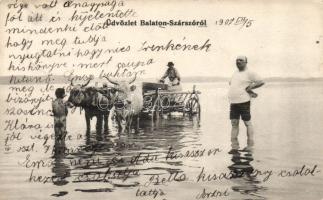 Balatonszárszó ökörfogat a tóban