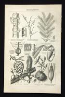 cca 1900 30 db metszet: rovarok, épületek, kultúrtörténet. Szép állapotban 25x30