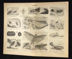 cca 1900 30 db metszet: rovarok, épületek, kultúrtörténet. Szép állapotban 25x30