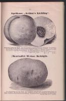 1910 C. Platz & Sohn: Verzeichnis über Gemüse- und Blumensamen, Feld-, Gras-, in- und ausländische Holzsämereien. Képes termékkatalógus növényekről, díszfákról megrendelőlappal / Illustrated catalogue of plants and flowers 166p.