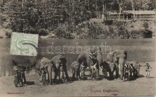 Elephants in Ceylon, folklore (fl)