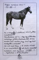 Szunyoghy András: Hogyan rajzoljunk lovat? - Tanácsok és egy kis anatómia a ló rajzolásához