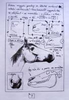 Szunyoghy András: Hogyan rajzoljunk lovat? - Tanácsok és egy kis anatómia a ló rajzolásához