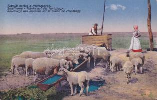 Hortobágy juhnyáj itatása, Divald