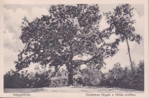 Nagykőrös Ötszázéves tölgyfa