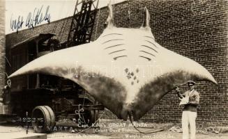 Captain Kahn´s Great Manta (Giant Devil Fish)