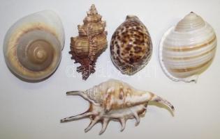 5db különlegesen szép csendes-óceáni kagyló