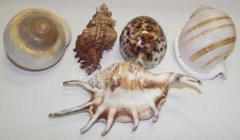 5db különlegesen szép csendes-óceáni kagyló