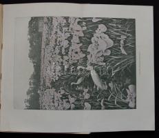 1908 Dr. Gáspár Ferencz: Ausztrália Csendes-óceáni szigetek, Japánország, Khina, Szibiria V. kötet, ...