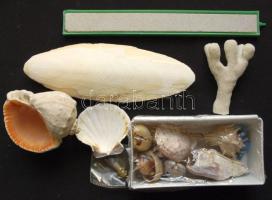 Kis bolha tétel: kagylók, korall, akváriumi porlasztó, réz kutya-névjegytartó, stb.