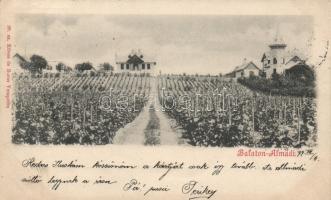 1899 Balatonalmádi szőlő