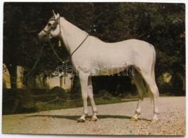 Állatok, főleg lovak, 50 db főleg modern képeslap albumban + régi cowboyok leporello füzet / Animals, with a lot of horses, 50 mostly modern postcards in album + Cowboys, old leporello booklet