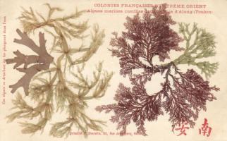 Seaweed from the Tonkin area, hand painted