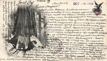 Mariposa the marvelous Wawona Tree (EK)