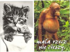 44 db modern ÁLLAT motívumlap, egy része papírberakóban