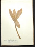 1951 Kis herbárium a Börzsönyből