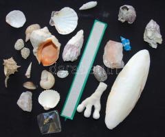 Kis akvárium tétel: kagylók, csigák, korallok, tintahaldarab, porlasztó, stb.