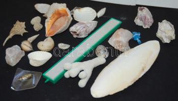 Kis akvárium tétel: kagylók, csigák, korallok, tintahaldarab, porlasztó, stb