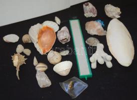 Kis akvárium tétel: kagylók, csigák, korallok, tintahaldarab, porlasztó, stb