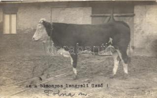 ´Lengyeli üsző´ photo So.Stpl