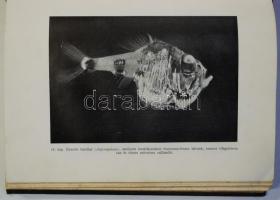 Beebe William: Félmérföldnyire a tenger színe alatt. Bp., 1937 M. kir. Természettudományos társulat....