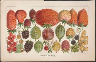 cca 1900 Nővényeket ábrázoló, nagyrészt színes litho képek. Össz 16 db. / Plants. 16 litho pictures ...