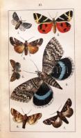 Cserey Adolf: Lepkehatározó, vagyis hazánkban előforduló nagylepkék nemeinek és gyakrabban előfordul...