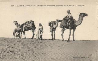 Algerian folklore, camels