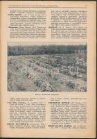 Ungváry József faiskolája  Czegléd-Budapest. Budapest, Andrássy út 54. 1983. 80 oldal képekkel térké...
