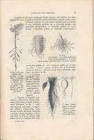 Entz Géza, Mágocsy - Dietz Sándor: A műveltség könyvtára- Az élők világa, növény és állatvilág. Buda...